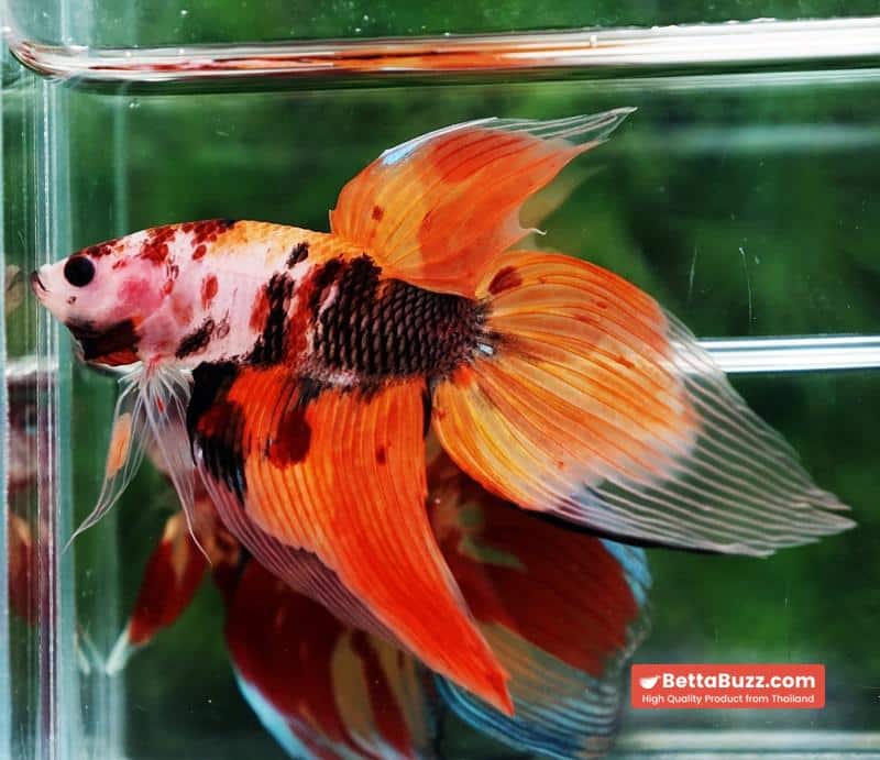 Betta fish Classic Nemo Koi (VT) - Image 5