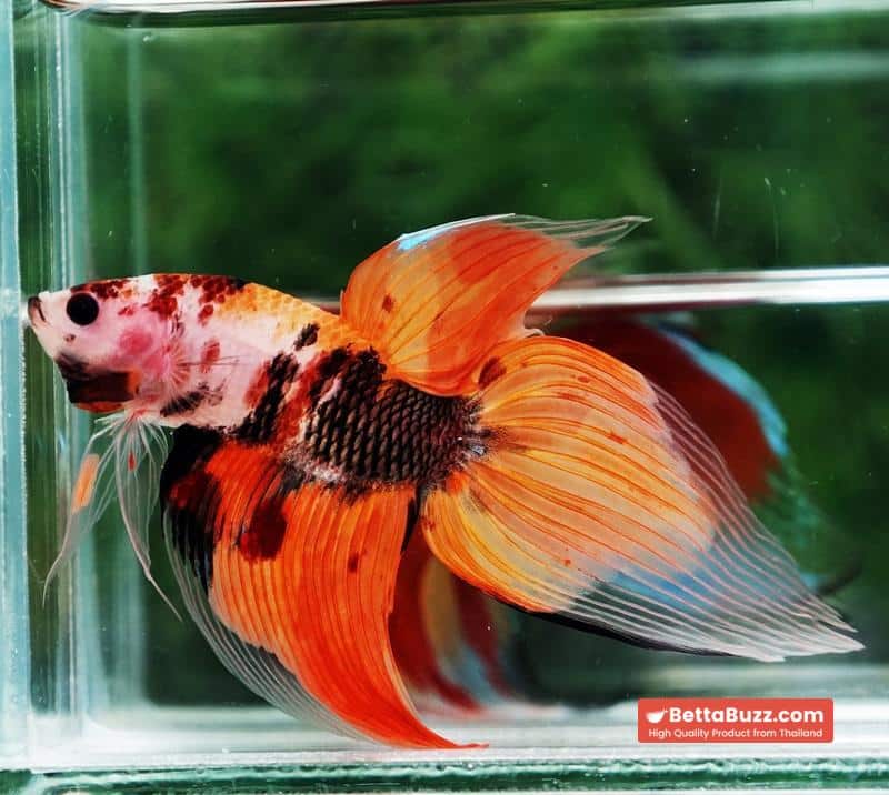 Betta fish Classic Nemo Koi (VT) - Image 6