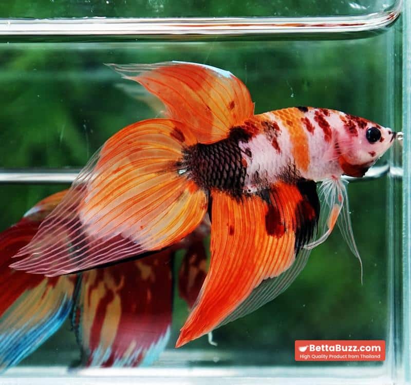 Betta fish Classic Nemo Koi (VT) - Image 2