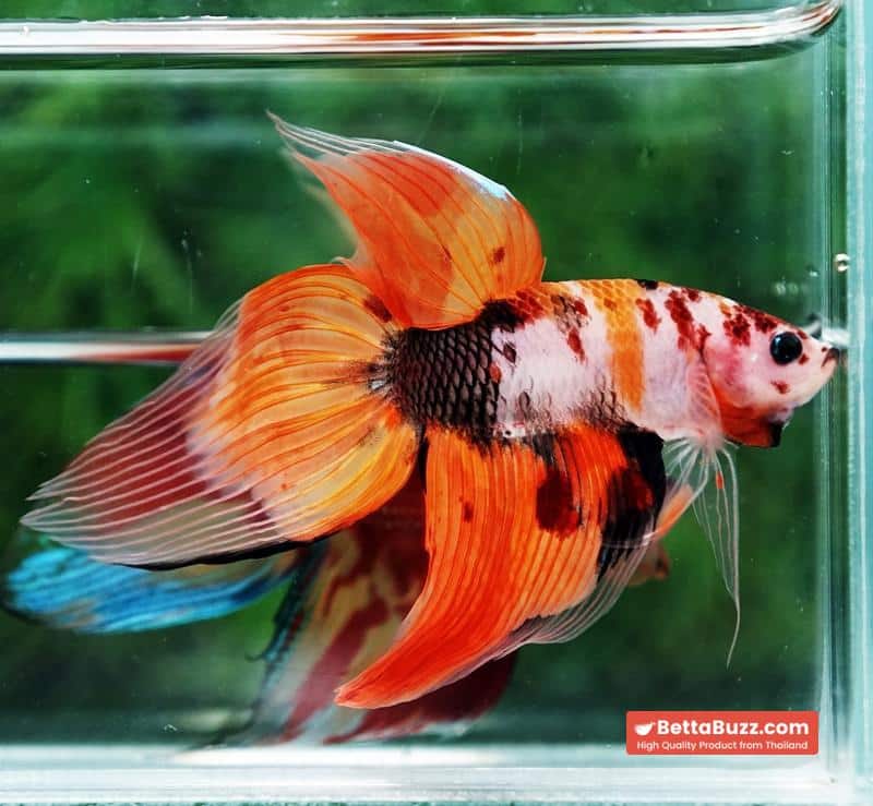 Betta fish Classic Nemo Koi (VT) - Image 4