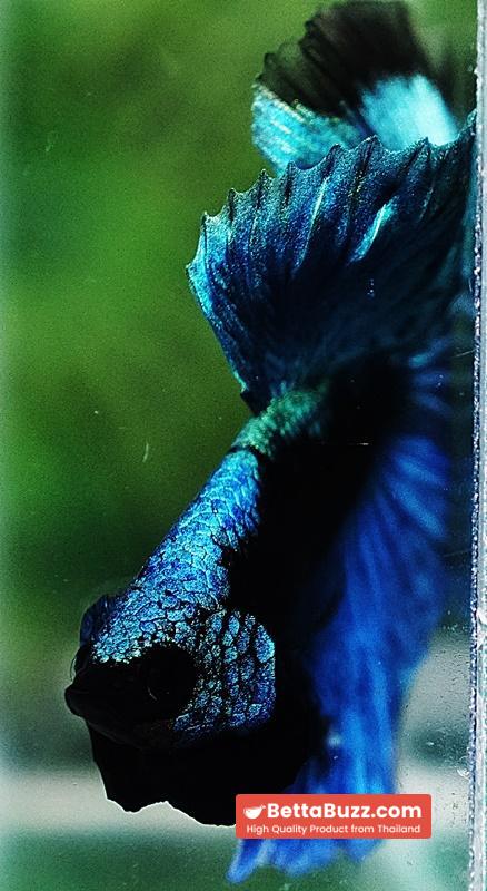 Betta fish OHM King Blue Samurai Black Mask (Rare) - Image 7