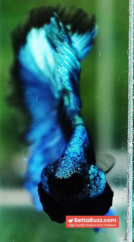 Betta fish OHM King Blue Samurai Black Mask (Rare) - Image 8