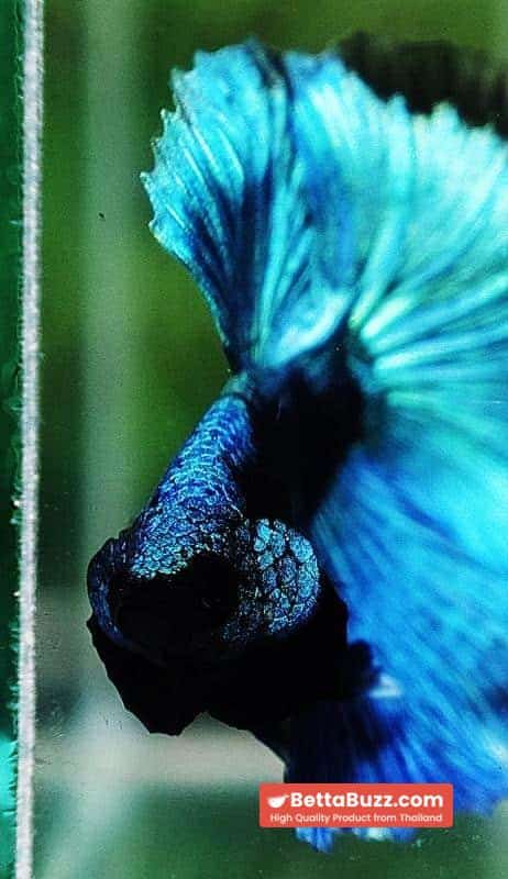 Betta fish OHM King Blue Samurai Black Mask (Rare) - Image 9