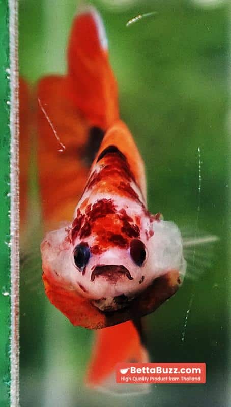 Betta fish Classic Nemo Koi (VT) - Image 7