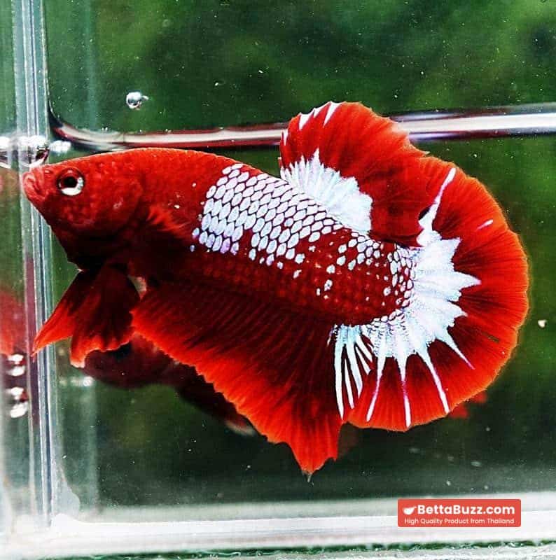 Betta fish HMPK Prince of Red Merman Star - Image 5