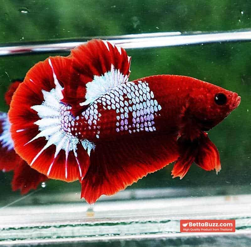 Betta fish HMPK Prince of Red Merman Star - Image 6