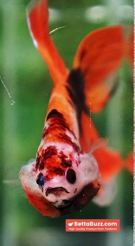 Betta fish Classic Nemo Koi (VT) - Image 8