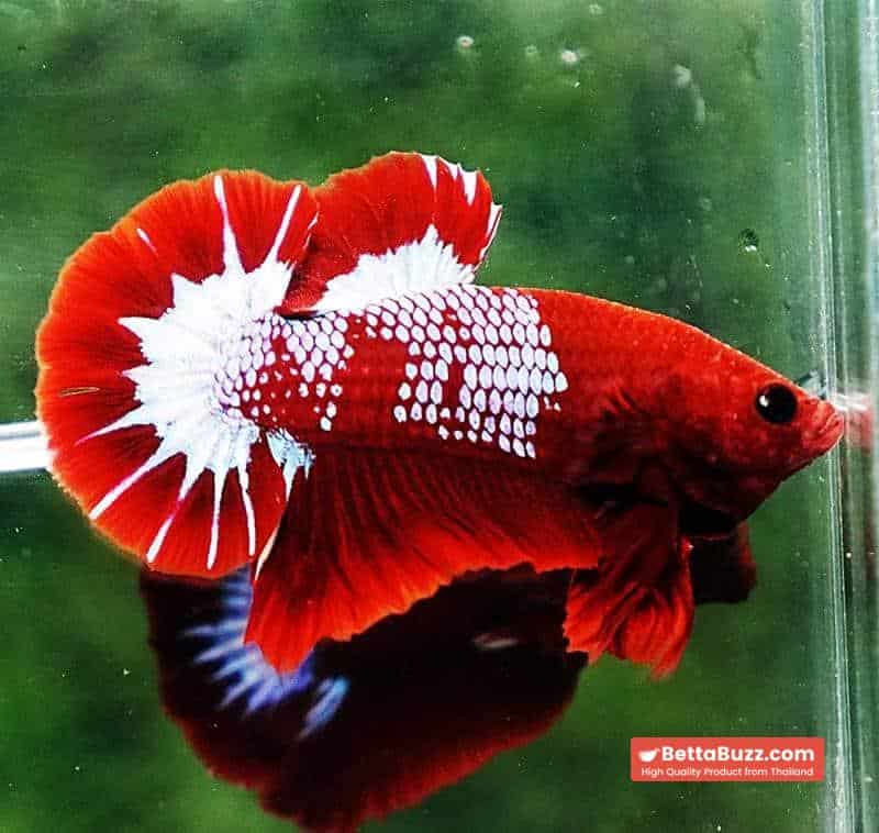 Betta fish HMPK Prince of Red Merman Star - Image 4