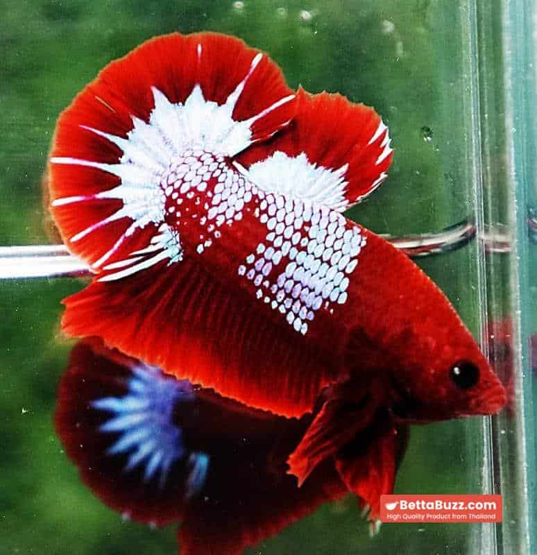 Betta fish HMPK Prince of Red Merman Star - Image 7