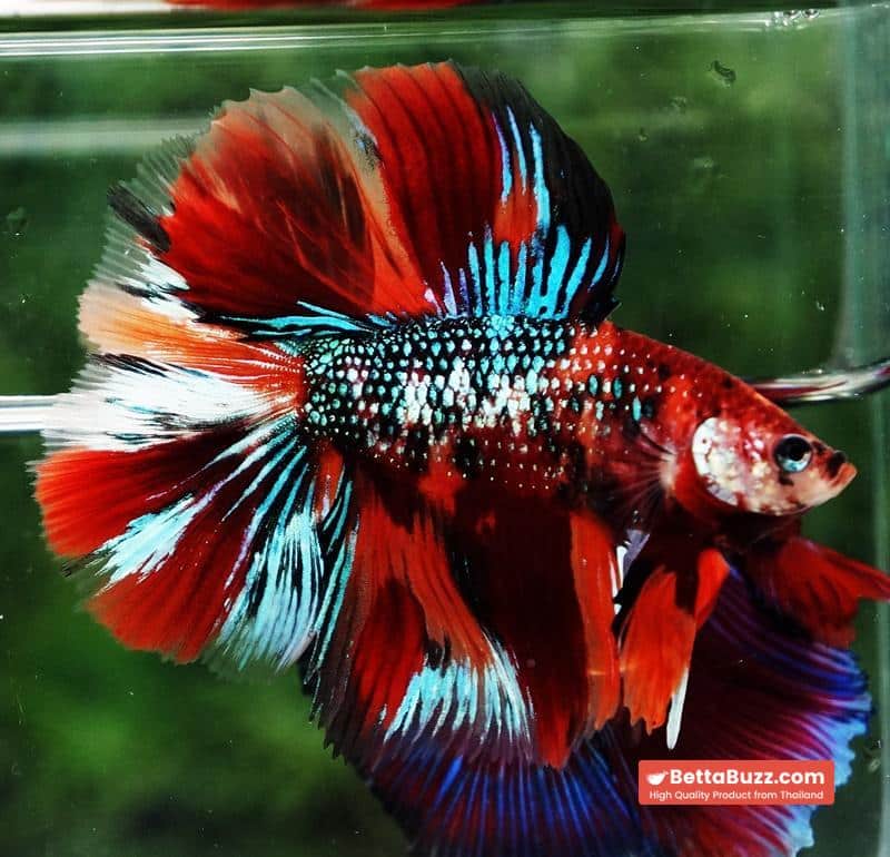 Betta fish Winner 2ND Competition DTHM Multicolor Emerald - Image 4
