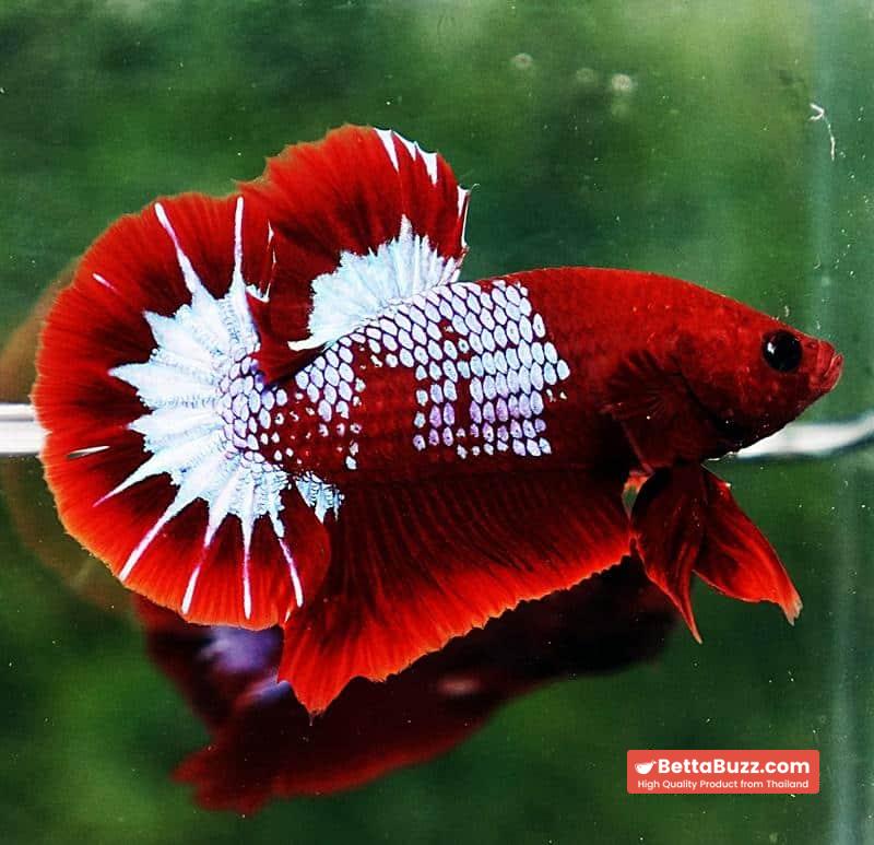 Betta fish HMPK Prince of Red Merman Star