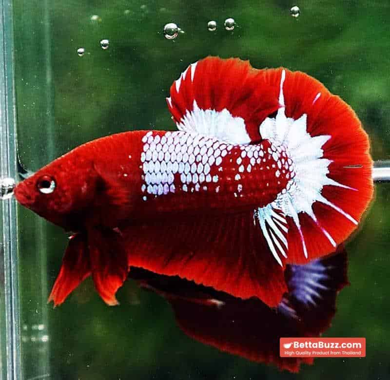 Betta fish HMPK Prince of Red Merman Star - Image 3