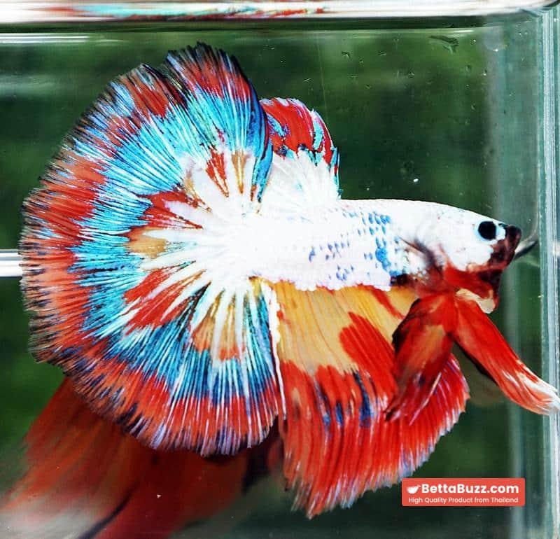 Betta Fish Multicolor NBT Tri-Color Tail - Image 2