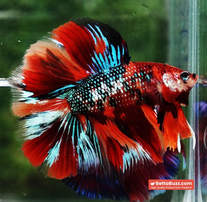 Betta fish Winner 2ND Competition DTHM Multicolor Emerald - Image 2