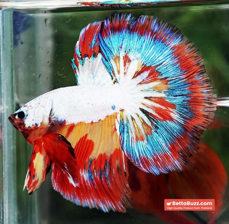 Betta Fish Multicolor NBT Tri-Color Tail - Image 3
