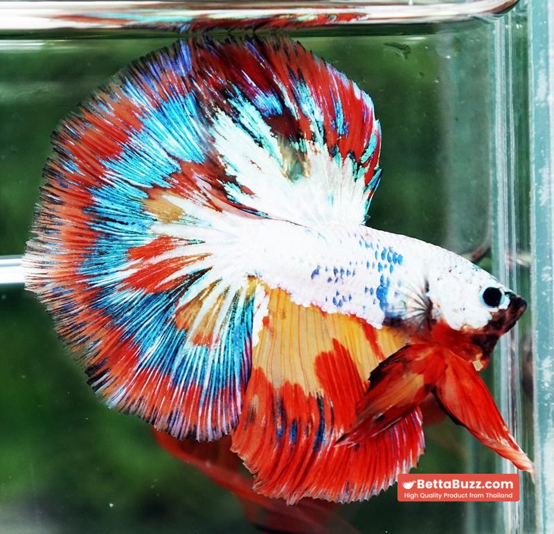 Betta Fish Multicolor NBT Tri-Color Tail - Image 4