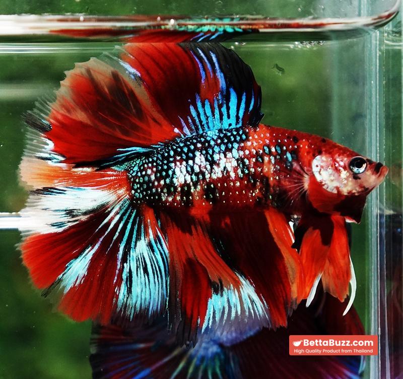 Betta fish Winner 2ND Competition DTHM Multicolor Emerald - Image 6