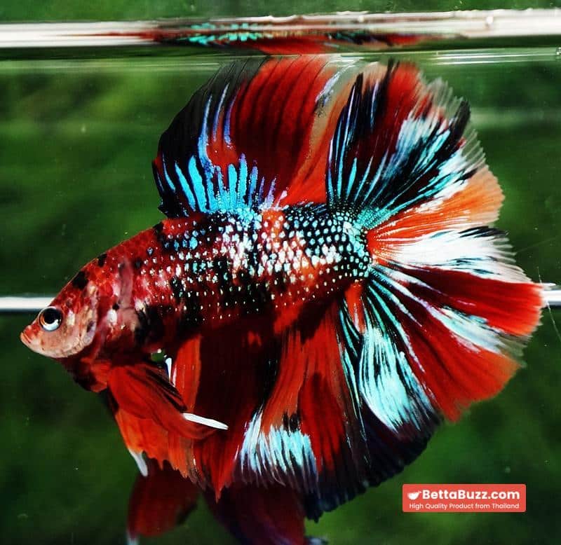 Betta fish Winner 2ND Competition DTHM Multicolor Emerald - Image 5
