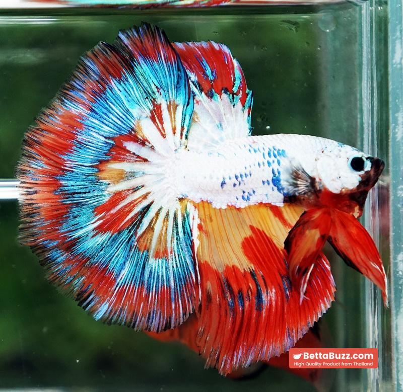 Betta Fish Multicolor NBT Tri-Color Tail - Image 6