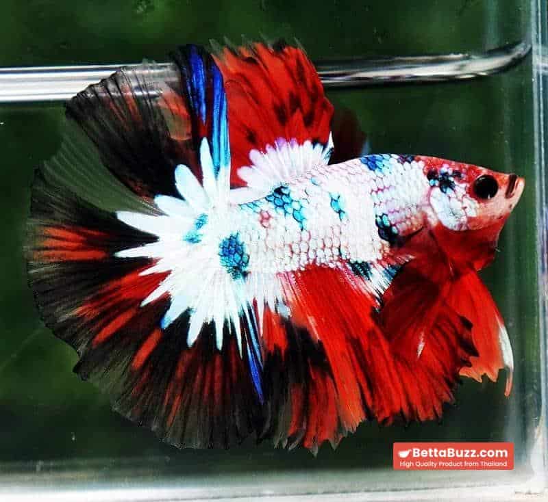 Betta fish HM Fancy Halloween Frozen marble - Image 3