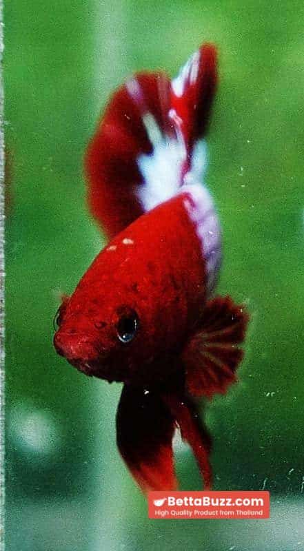 Betta fish HMPK Prince of Red Merman Star - Image 8