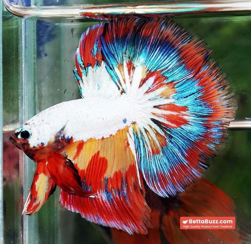 Betta Fish Multicolor NBT Tri-Color Tail - Image 5