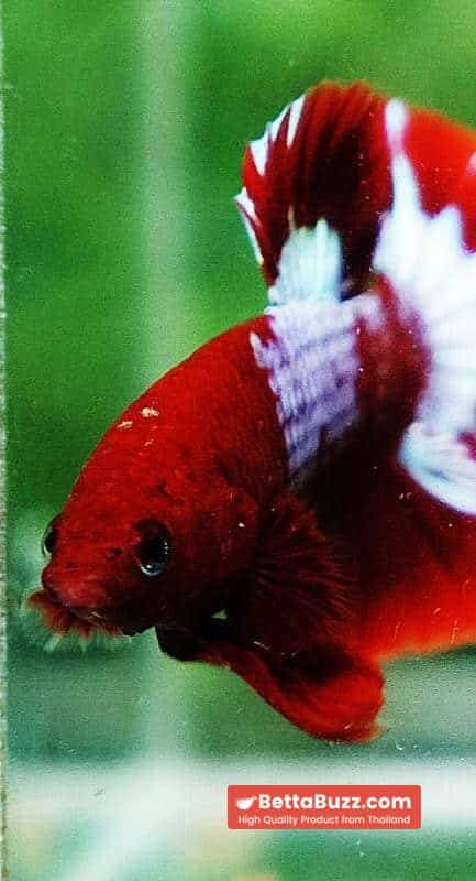 Betta fish HMPK Prince of Red Merman Star - Image 9
