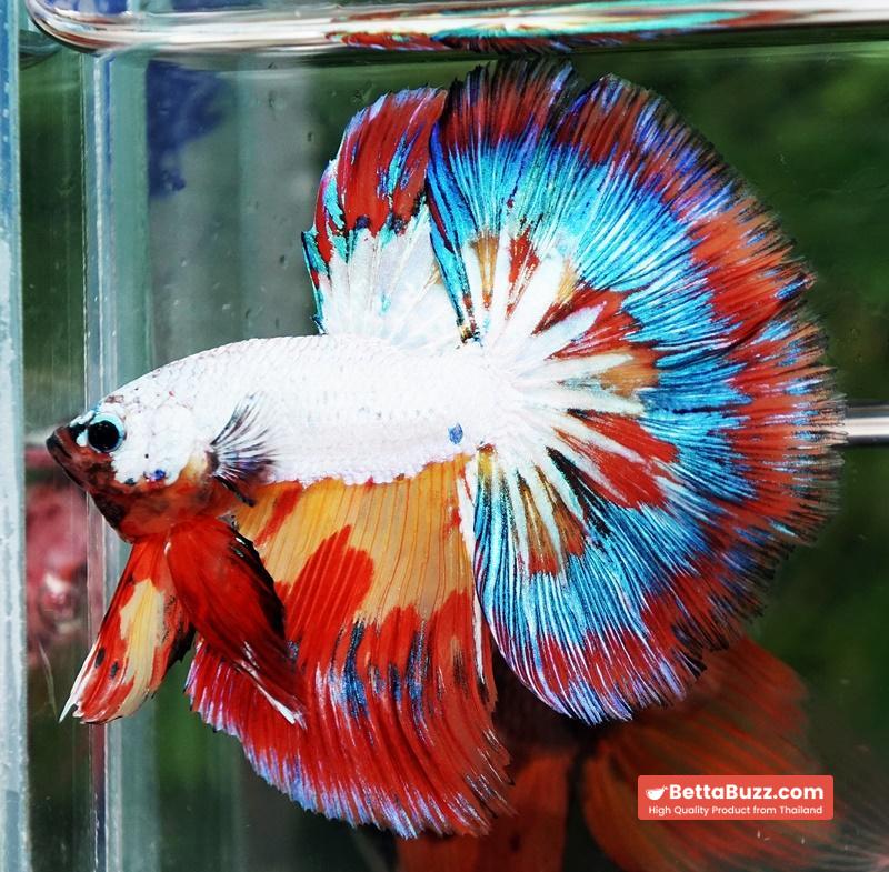 Betta Fish Multicolor NBT Tri-Color Tail - Image 7