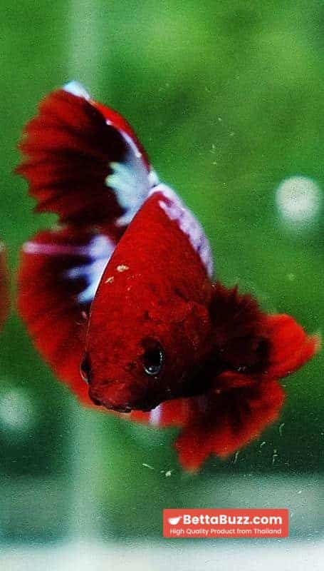 Betta fish HMPK Prince of Red Merman Star - Image 10