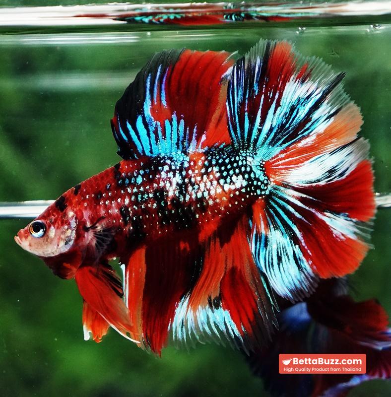 Betta fish Winner 2ND Competition DTHM Multicolor Emerald - Image 3