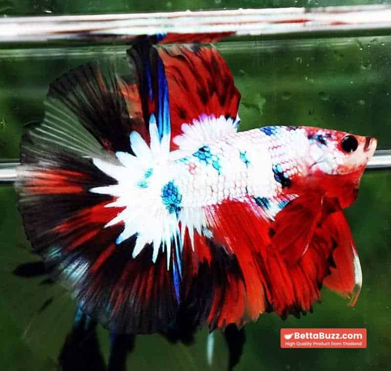 Betta fish HM Fancy Halloween Frozen marble - Image 5