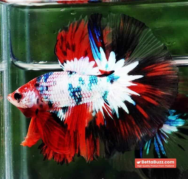 Betta fish HM Fancy Halloween Frozen marble - Image 6
