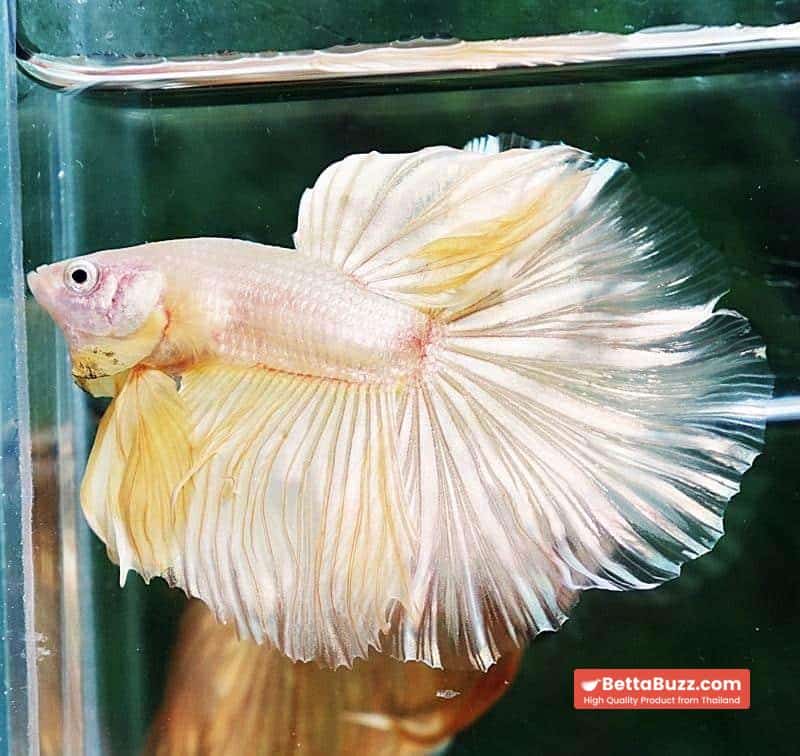 Betta fish HM Classic Pure Gold - Image 5
