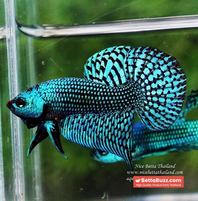 Wild Betta fish Green Alien Hybrid - Image 2