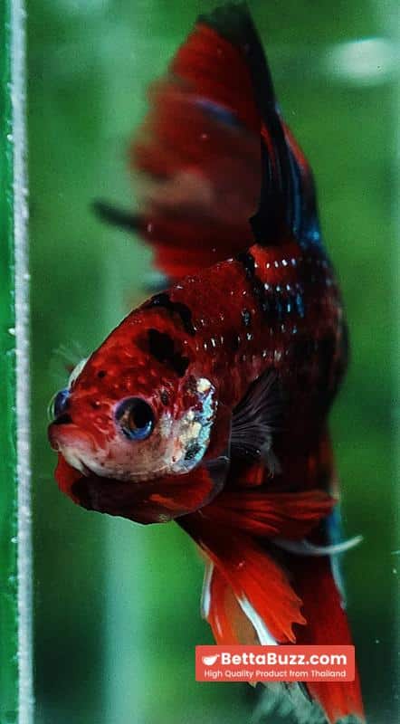 Betta fish Winner 2ND Competition DTHM Multicolor Emerald - Image 7