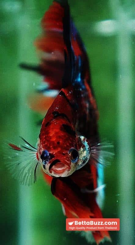 Betta fish Winner 2ND Competition DTHM Multicolor Emerald - Image 8