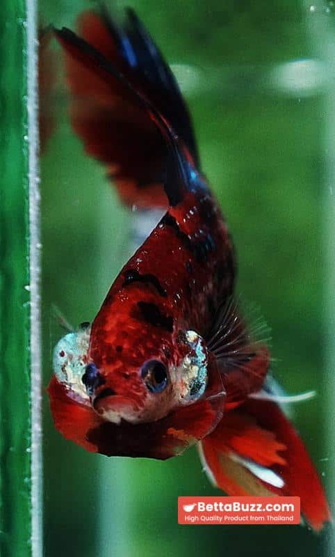 Betta fish Winner 2ND Competition DTHM Multicolor Emerald - Image 9