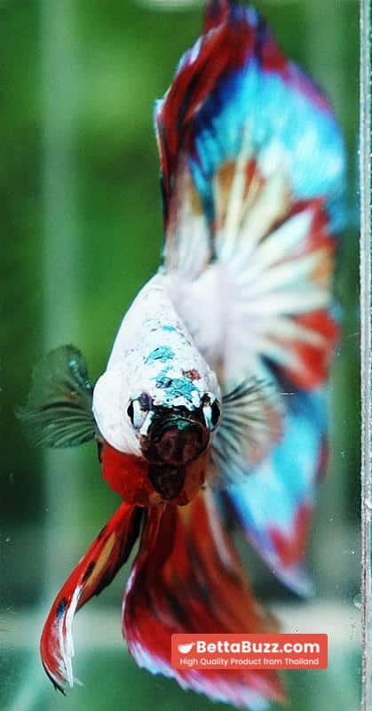 Betta Fish Multicolor NBT Tri-Color Tail - Image 8