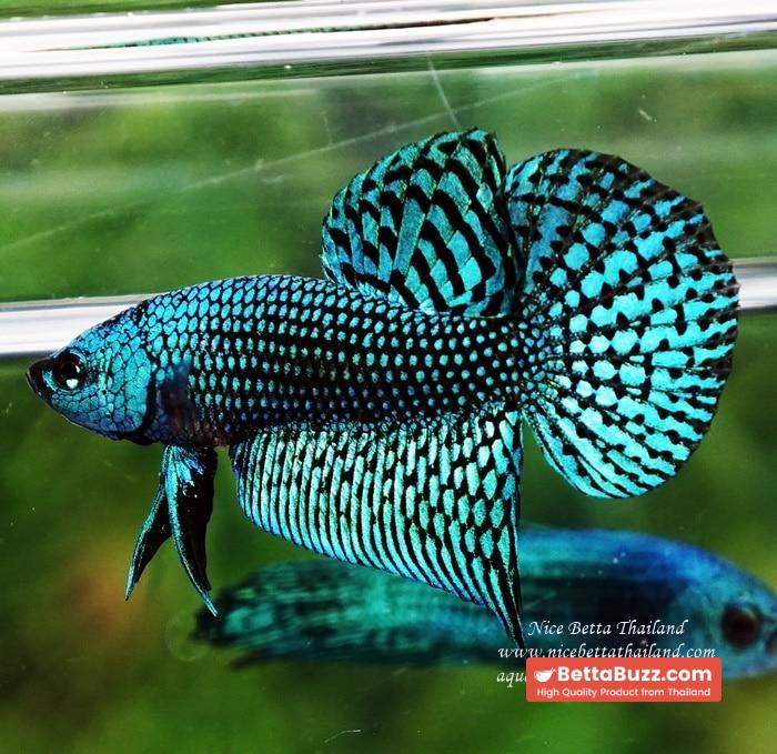 Wild Betta fish Green Alien Hybrid - Image 4