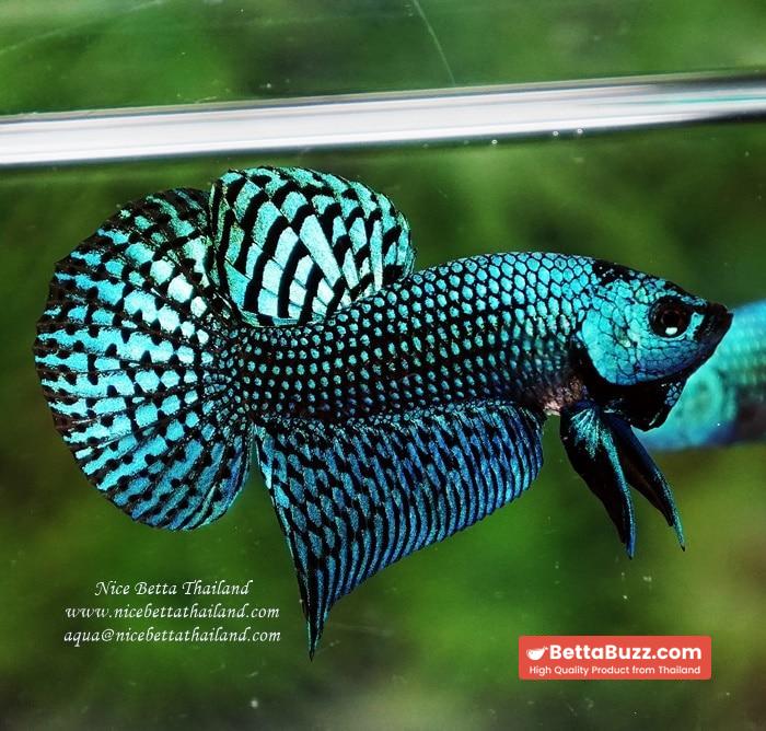 Wild Betta fish Green Alien Hybrid - Image 5