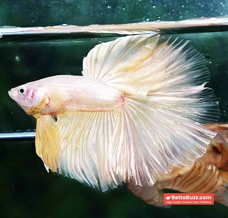Betta fish HM Classic Pure Gold - Image 3