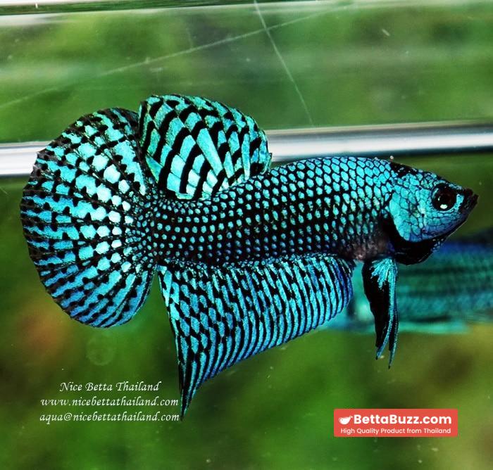 Wild Betta fish Green Alien Hybrid - Image 3