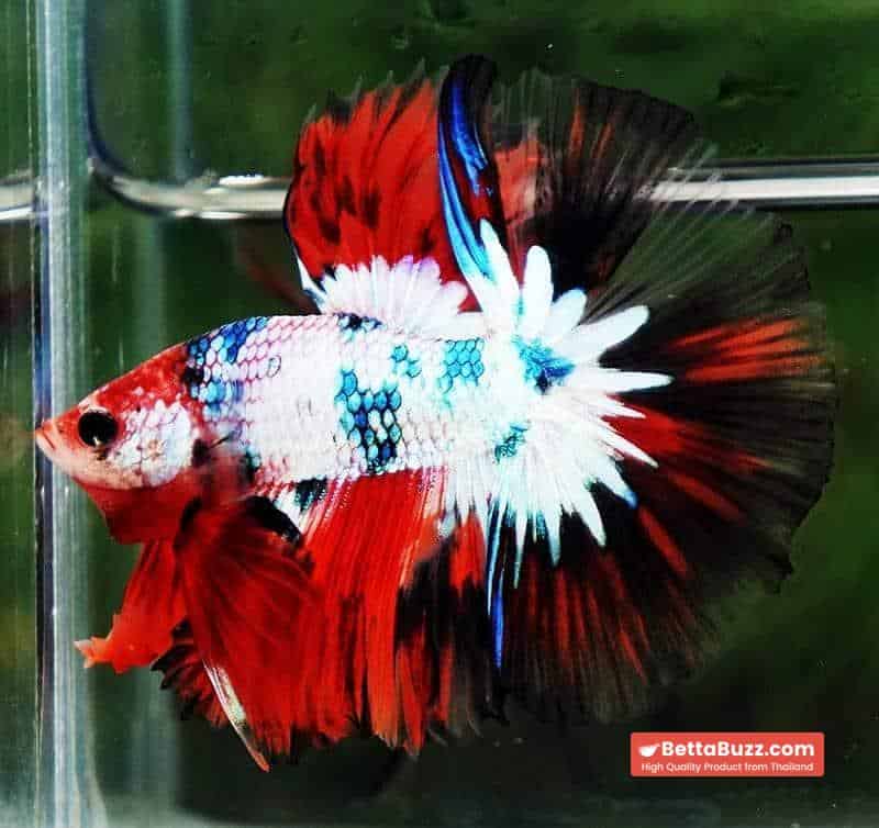 Betta fish HM Fancy Halloween Frozen marble - Image 4