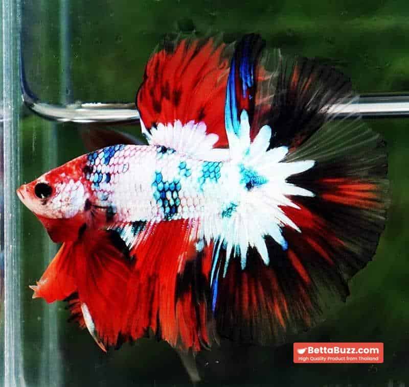 Betta fish HM Fancy Halloween Frozen marble - Image 2