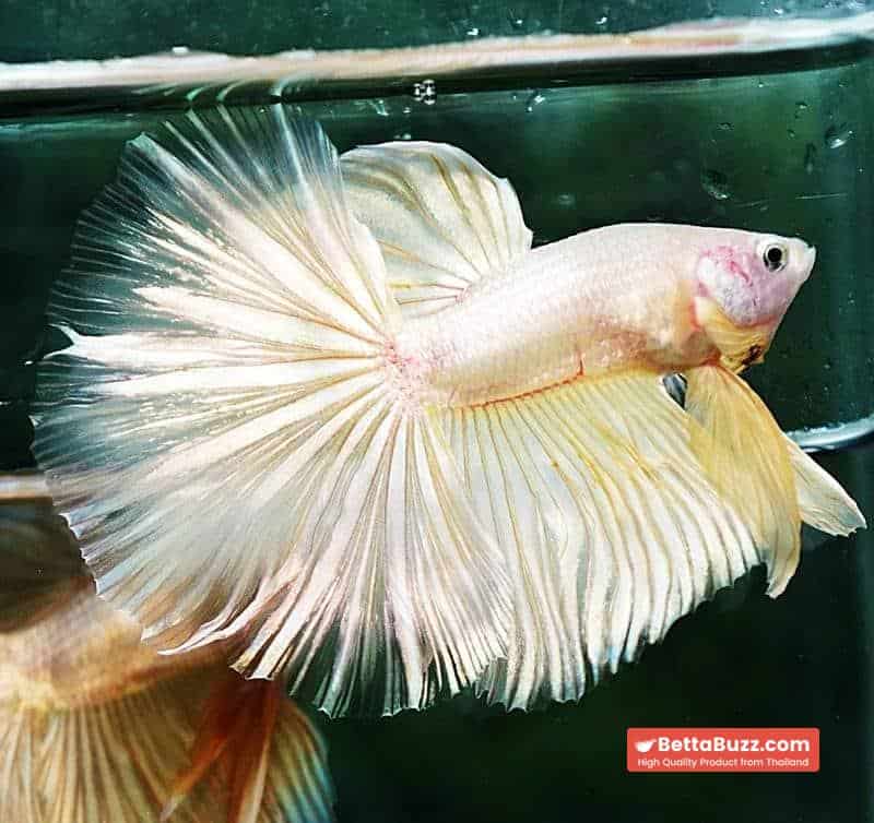 Betta fish HM Classic Pure Gold - Image 6