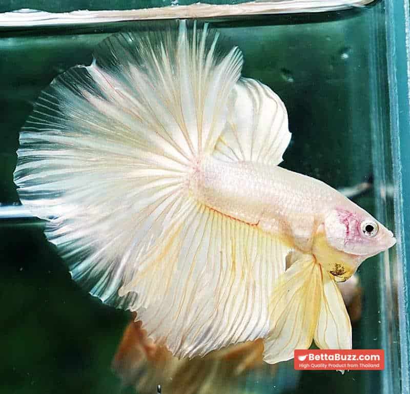 Betta fish HM Classic Pure Gold - Image 4