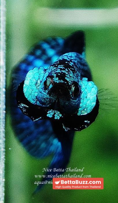 Wild Betta fish Green Alien Hybrid - Image 6