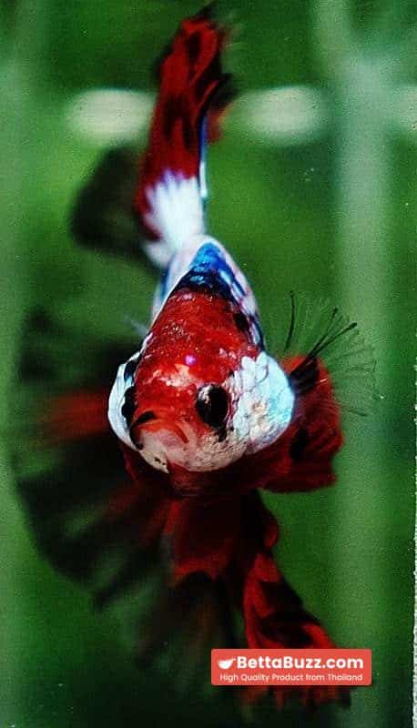 Betta fish HM Fancy Halloween Frozen marble - Image 7