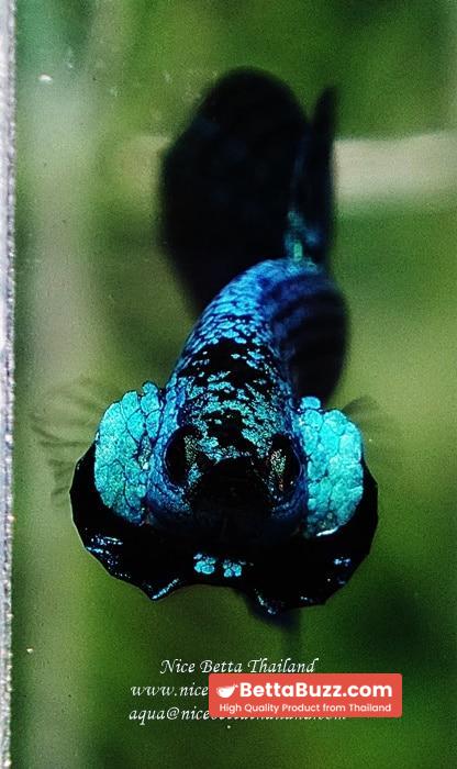 Wild Betta fish Green Alien Hybrid - Image 7