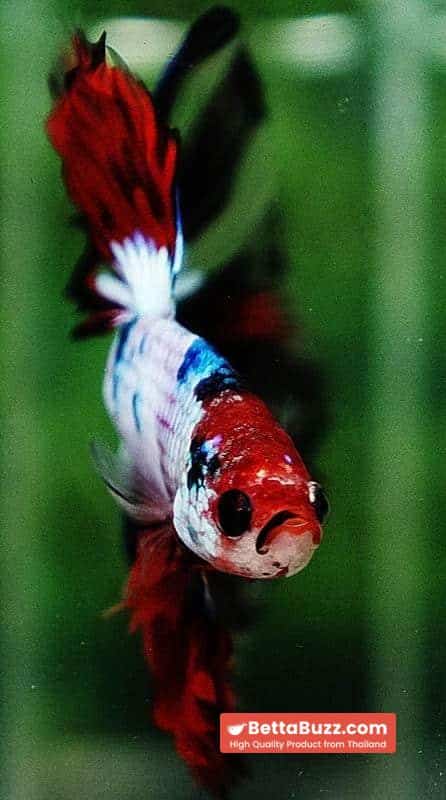 Betta fish HM Fancy Halloween Frozen marble - Image 8